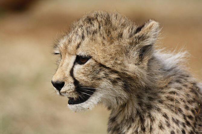 Rhino & Lion Park from Johannesburg - Wildlife targets: what you can reasonably hope to spot