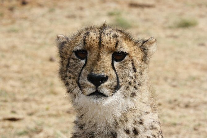 Rhino & Lion Park from Johannesburg - The value question: is $162.92 per person worth it?