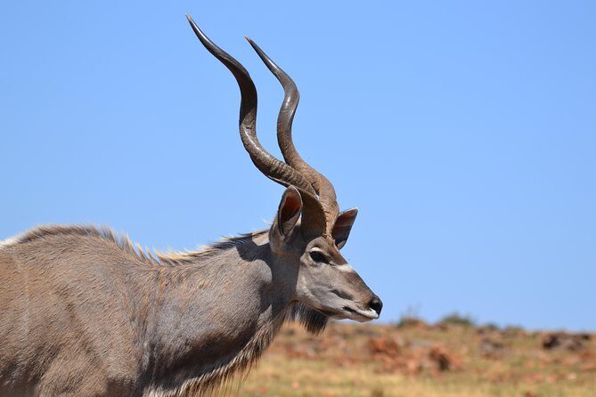 Rhino & Lion Park from Johannesburg - Who this tour fits best (and who should think twice)