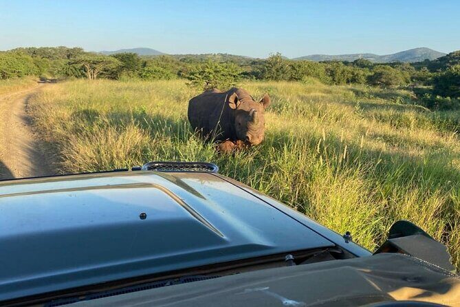 Richards Bay: Big 5 Luxury Safari at Manyoni Private Game Reserve - The 07:00 start: how timing sets the mood for predators
