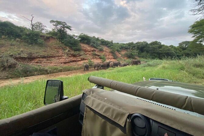 Richards Bay: Big 5 Luxury Safari at Manyoni Private Game Reserve - Morning drive at Manyoni: ranger tracking + your best first chances