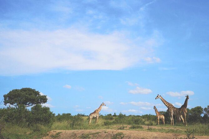Richards Bay: Big 5 Luxury Safari at Manyoni Private Game Reserve - Afternoon drive: going deeper and changing your sighting odds
