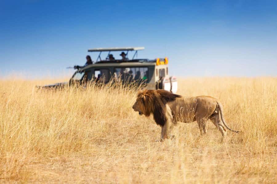 Richards Bay: Hluhluwe Imfolozi Game Reserve Half-Day Tour - Key Things I’d Focus On Before You Book