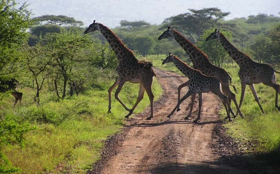 Richards Bay: Hluhluwe Imfolozi Game Reserve Half-Day Tour - Price and Value: Is US$223 a Smart Buy for a Half-Day Big Five Hunt?
