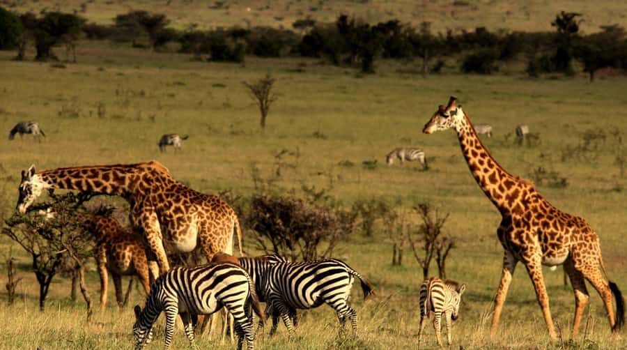 Richards Bay: Hluhluwe Imfolozi Game Reserve Half-Day Tour - Should You Book This Half-Day Hluhluwe-iMfolozi Tour?