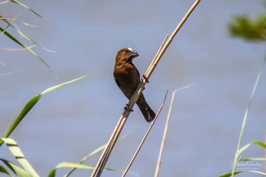 Richards Bay: Isimangaliso Boat Cruise St Lucia Estuary Tour - Key highlights worth knowing