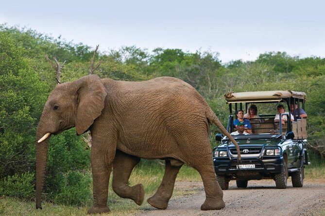 Richards Bay Shore Excursion: Pvt Small Group Hluhluwe & DumaZulu - Key things to know before you go