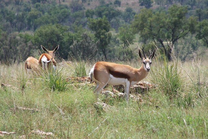 Roar through the bush Quadbike Safari Adventure near Johannesburg - The private predator enclosure safari in your group’s vehicle