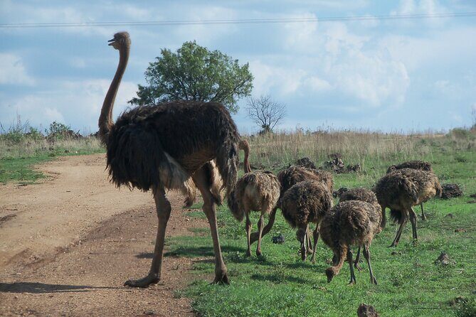 Roar through the bush Quadbike Safari Adventure near Johannesburg - Wildlife guide facts: learning what you’re really looking at