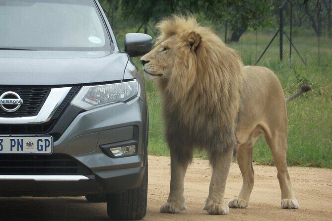 Roar through the bush Quadbike Safari Adventure near Johannesburg - The quadbike safari: spotting zebra, wildebeest, giraffe, and antelope
