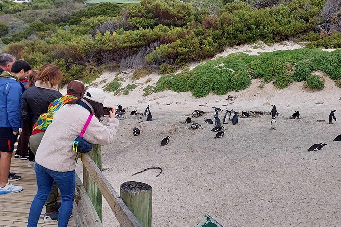 Robben Island and Table Mountain Guided tour - Key highlights to know before you go