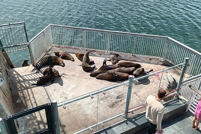 Robben Island Cape Of Good Hope Penguins Including Ferry Ticket - A Full-Day Route That Packs a Lot (in about 8 hours)