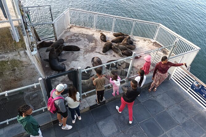 Robben Island Cape Of Good Hope Penguins Including Ferry Ticket - Chapmans Peak Drive: 114 curves, seal-area views, and whale season tips