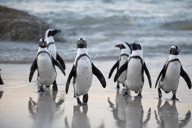 Robben Island Tickets, Penguins & Cape of Good Hope Private Tour - Chapman’s Peak Drive: the quick scenic hit when the road cooperates