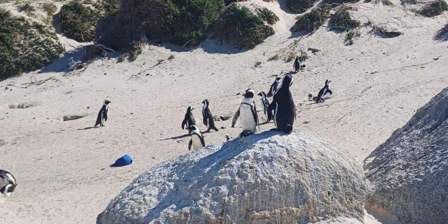 Robben island,Cape of good hope ,Penguin, Muizenberg,Bokaap - Time, Meals, and Entry Fees: Price Is More Than the $64