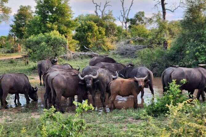 Sabi Sand Sunset Safari - Big Five (and Beyond): How to Think About the Sightings
