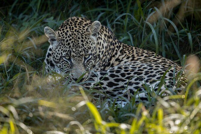 Sabie Game Reserve Sunset Safari Tour with Sundowners - Why Sabi Sand sunset beats big-crowd Kruger mornings