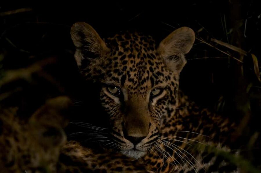 Sabie Game Reserve: Sunset Safari with Sundowners - Off-Road at Golden Hour: How the Safari Plays Out
