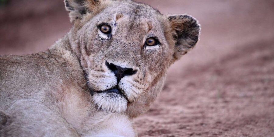 Sabie Game Reserve: Sunset Safari with Sundowners - Sundowners and the Unhurried Moment After the Hunt