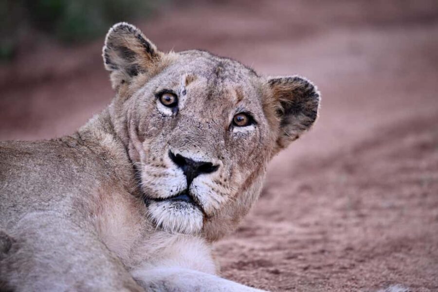 Sabie Game Reserve: Sunset Safari with Sundowners - Who This Safari Is Best For (And Who Should Skip It)