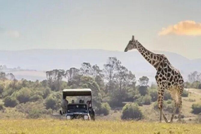 SAFARI Aquila Game Reserve - Round trip + Lunch incl. (Cape Town) - Key Highlights You’ll Actually Feel on the Day