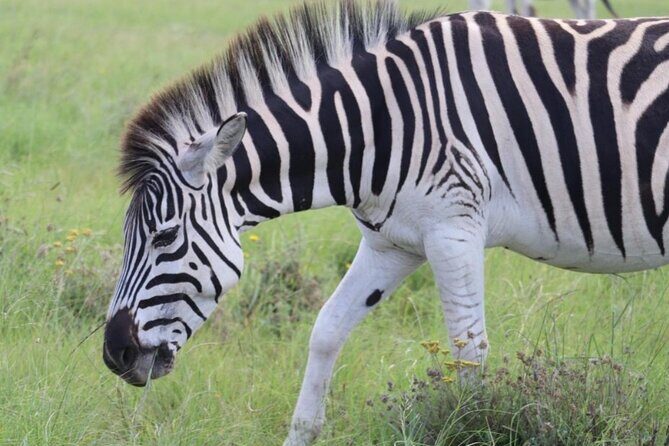 SAFARI Aquila Game Reserve - Round trip + Lunch incl. (Cape Town) - Lunch at 15:00 and Welcome Drinks: A Real Reset Before the Game Drive