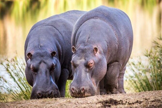 SAFARI Aquila Game Reserve - Round trip + Lunch incl. (Cape Town) - The Driver Difference: Mr. T and Admire’s Professional Touch