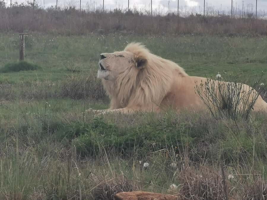 Safari at Lion and Rhino Park / Lesedi Culture Village - Why this Lion and Rhino Park safari + Lesedi combo works