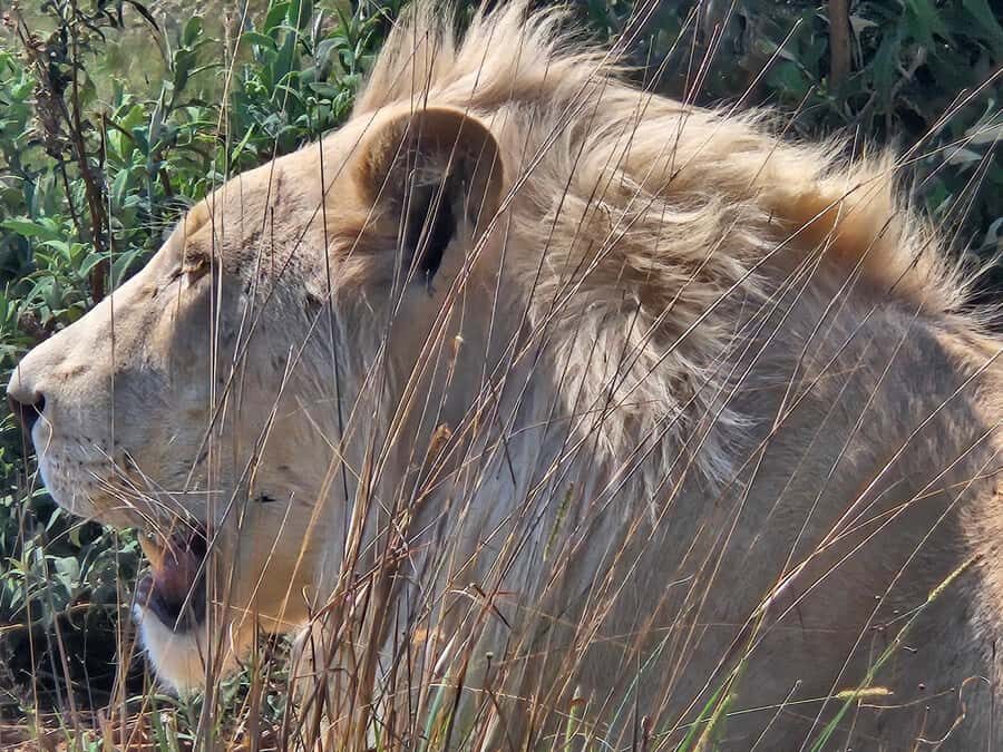 Safari at Lion and Rhino Park / Lesedi Culture Village - Midrand pickup and the ride to the reserves