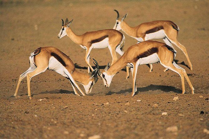 Safari Experience at Rhino & Lion Park - Quick Hits: The Most Notable Parts of Rhino & Lion Park