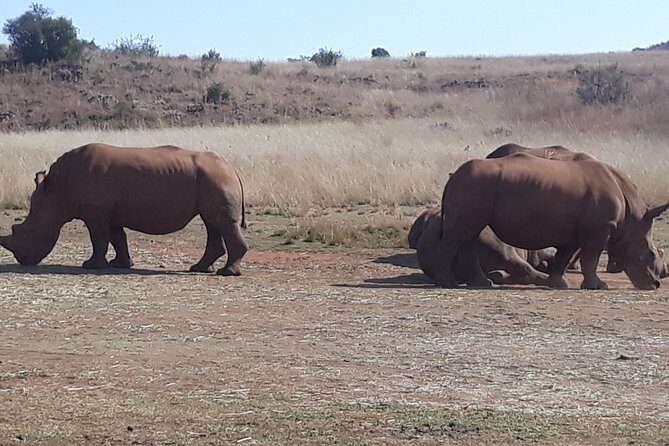 Safari Experience at Rhino & Lion Park - Cradle of Humankind: The Setting That Adds Weight to the Visit