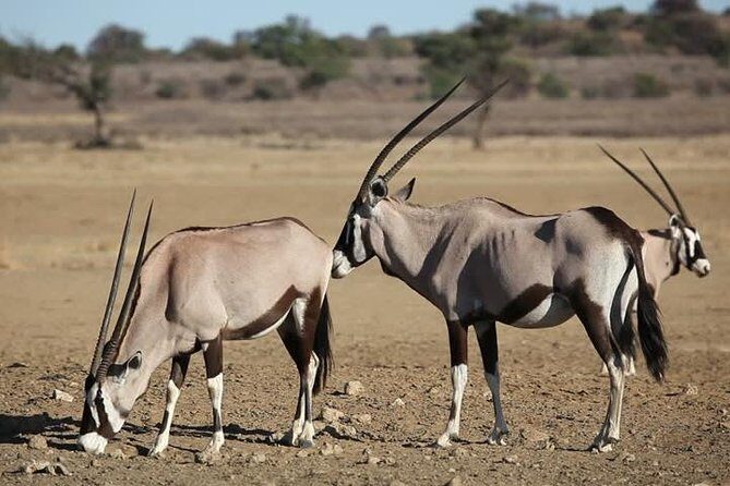 Safari Experience at Rhino & Lion Park - What Your 4 Hours on Safari Feels Like
