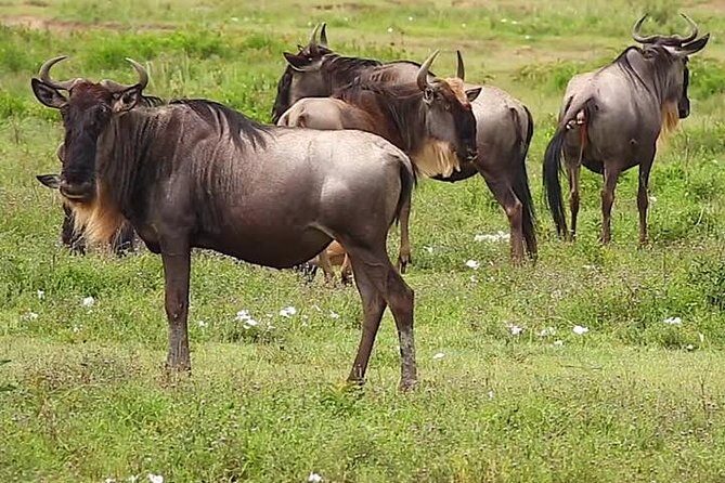 Safari Experience at Rhino & Lion Park - Price and Value: Does $105.40 Make Sense?