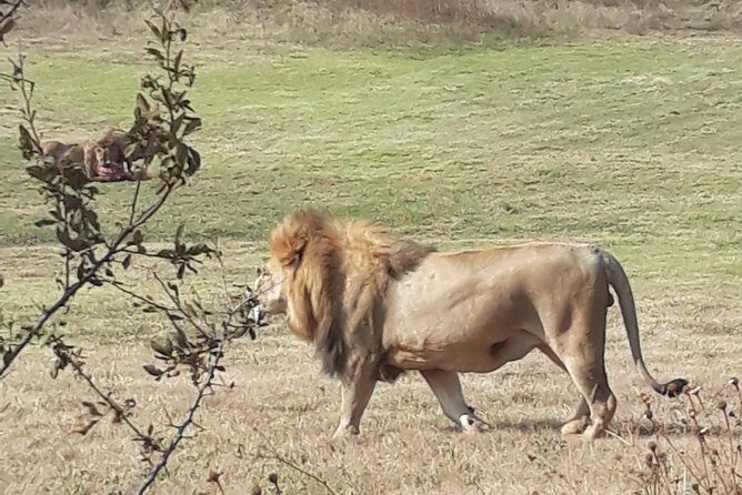 Safari Experience at Rhino & Lion Park - Reliability Reality Check: How to Reduce the Chances of a Bad Start