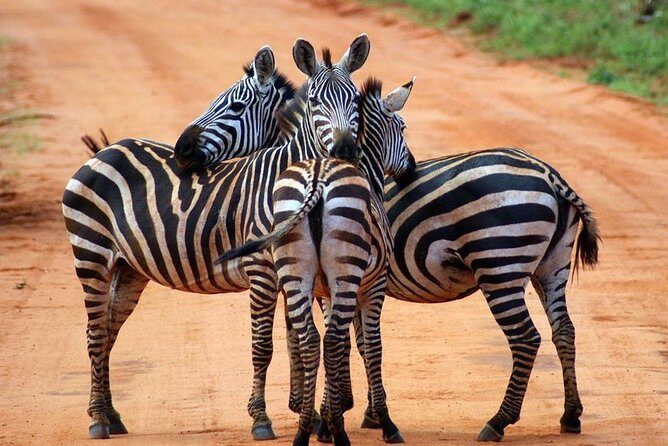 Safari Experience at Rhino & Lion Park - Who This Safari Works Best For