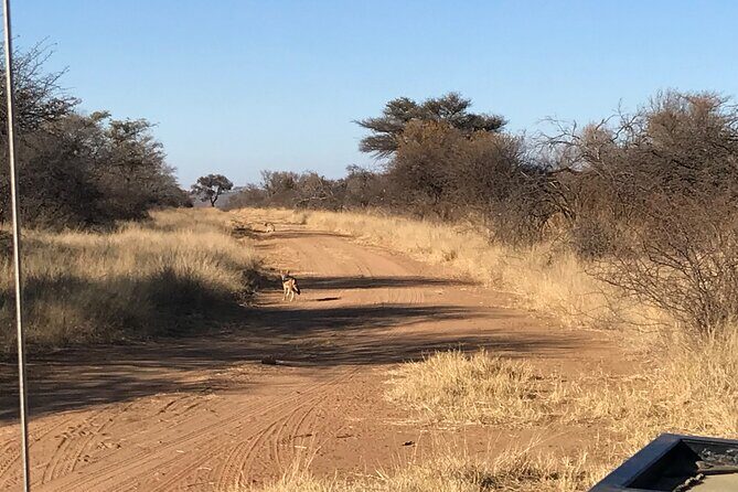 Safari Game Drive: Dinokeng Game Reserve - Dinokeng Game Reserve: Big Five country without the long-haul stress
