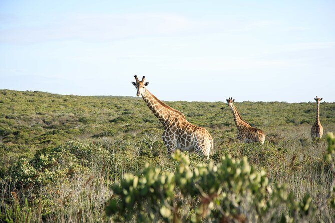 Safari Game Drive - Yzerfontein - Key things I’d circle before you go