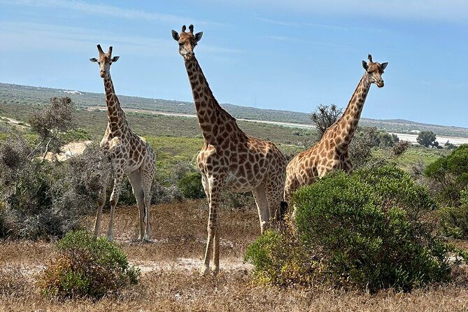 Safari Game Drive - Yzerfontein - From the Padstal in Yzerfontein to the Reserve Gate fast