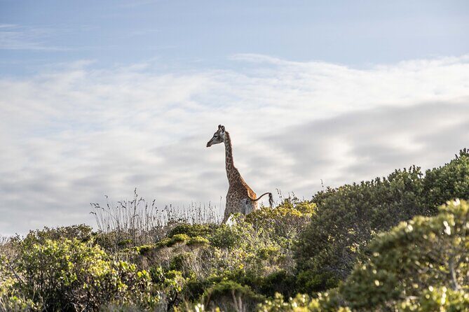 Safari Game Drive - Yzerfontein - San bushman stories and plant facts: the real value add