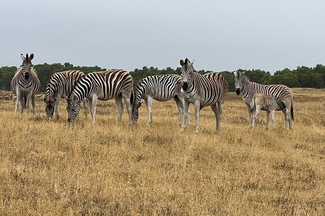 Safari Game Drive - Yzerfontein - Price and included perks: what $28.74 gets you