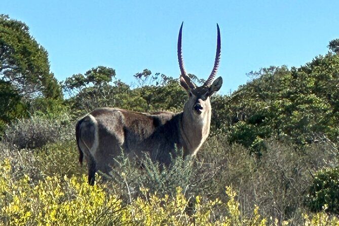 Safari Game Drive - Yzerfontein - Animal sightings: plan for wild variability, not a guarantee