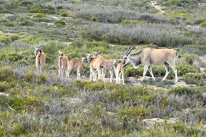 Safari Game Drive - Yzerfontein - Good for families, teens, and short-attention spans