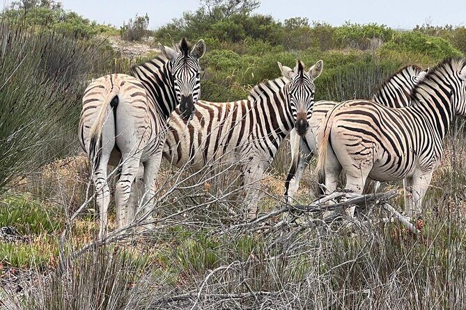 Safari Game Drive - Yzerfontein - A 9-seat land cruiser makes the drive feel personal
