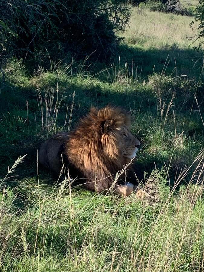Safari into Schotia Full Day Tour - Key things to know before you go