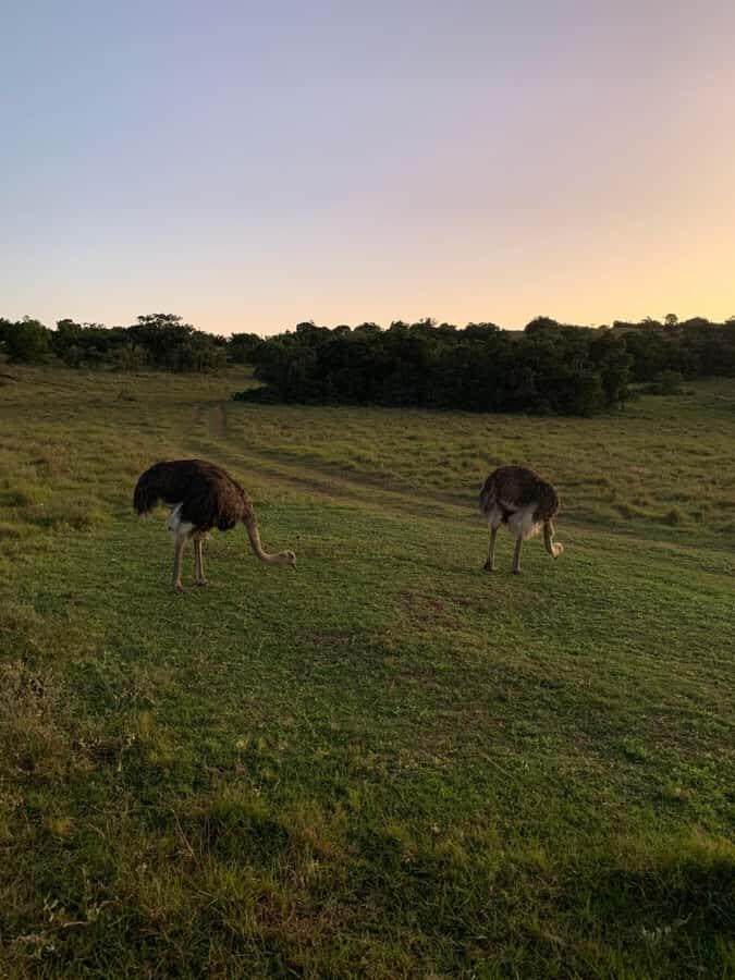Safari into Schotia Full Day Tour - The Big Five chances: how to think about lions, leopards, rhinos, elephants, buffalo