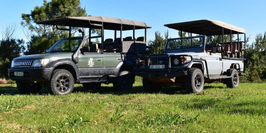 Safari into Schotia Full Day Tour - Ranger commentary in English: what you actually get from the guidance