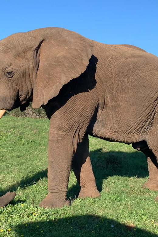 Safari into Schotia Full Day Tour - The braai lunch included: why it’s more than free food
