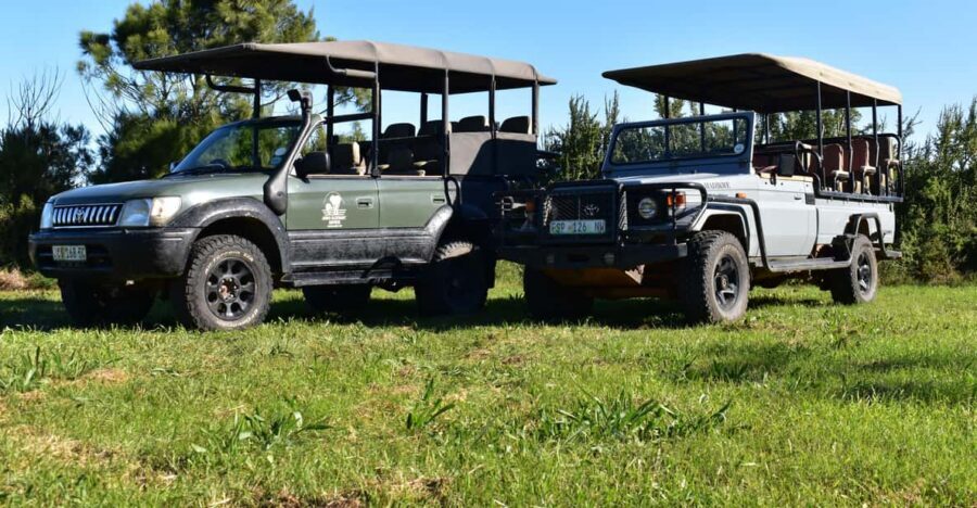 Safari into Schotia Full Day Tour - What to bring (and what to avoid) so the day runs smoothly
