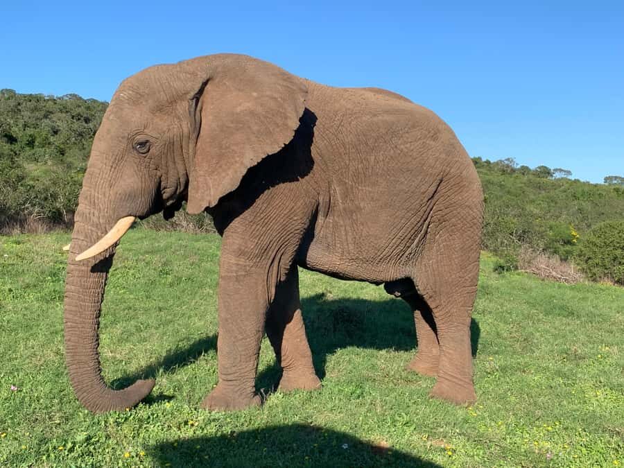 Safari into Schotia Full Day Tour - Schotia Private Game Reserve: why the open vehicle matters