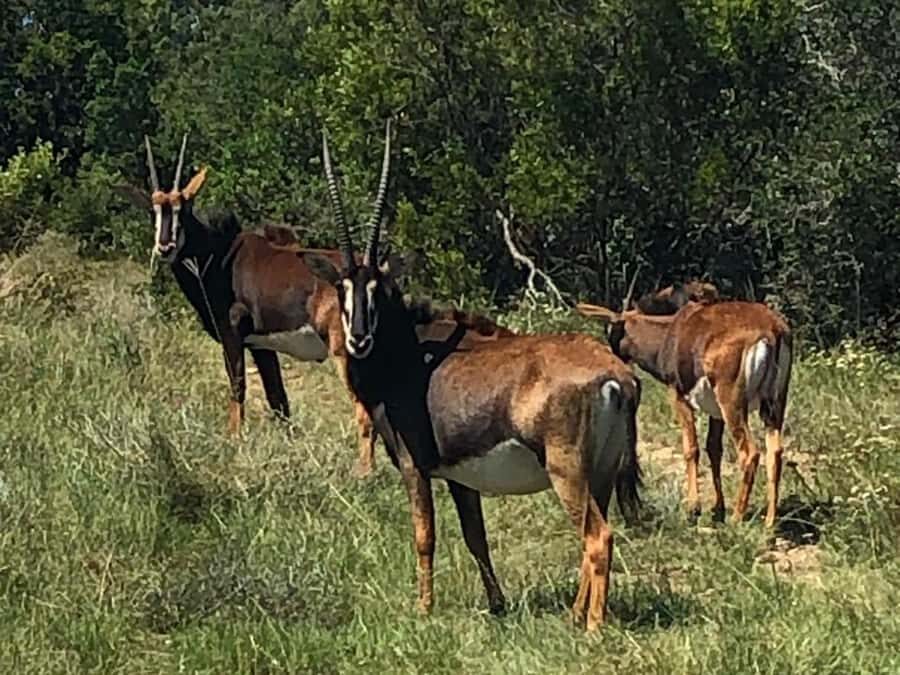 Safari into Schotia Half Day Tour - Schotia Half Day Safari: What Four Hours Changes (For Better and Worse)